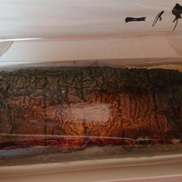 福の井 一乃松 - 