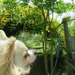 テラス席はワンコＯＫです