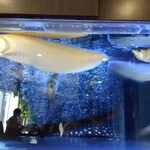 AQUA DINING CAFE 瓢黎 - 前回　カメラ目線だったアロワナ君