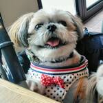 つるとんたん UDON NOODLE Brasserie - 