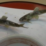 天ぷら 京星 - 稚鮎