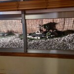 酒肴 新屋敷 - ミニ石庭が！こういう遊び、すき！