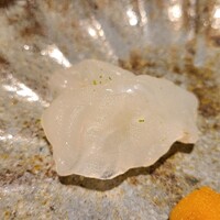 馳走 啐啄一十  - ⑤虎魚(広島県豊島産、2日寝かせ)
                      産卵期は夏、旬は春～夏と旨み増す秋～冬
                      体脂肪は5%位ですがグルタミン酸がたっぷり
                      2日程度の寝かせで更にアミノ酸が増え、上品かつジワッと膨らむ旨み&甘みが良い
