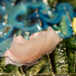 うを徳 - 2022.10 真鶴産石鯛