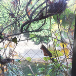 花椒 SUGAR & SPICE - 蔦の絡まる窓の外は神田川