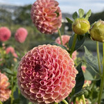 どんぐり - 【2022年09月】百合が原公園のダリア園にて。