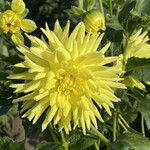 どんぐり - 【2022年09月】百合が原公園のダリア園にて。