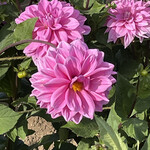 どんぐり - 【2022年09月】百合が原公園のダリア園にて。