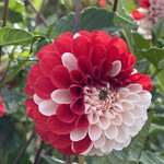 どんぐり - 【2022年09月】百合が原公園のダリア園にて。