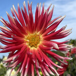 どんぐり - 【2022年09月】百合が原公園のダリア園にて。