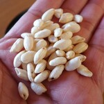 農産物直売所 大きなかぶ - ポン菓子