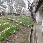 赤い屋根の喫茶店 駅舎 - 水仙がキレイ！これが津軽鉄道ホームです。