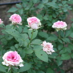 ル・シュクレクール - 中の島バラ園