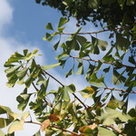 ル・シュクレクール - ル・シュクレクール