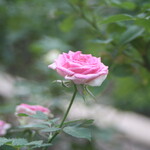 ル・シュクレクール - 中の島バラ園