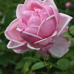 ル・シュクレクール - 中之島バラ園