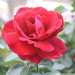 ル・シュクレクール - 中の島バラ園