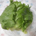 松原農園 - レタス様