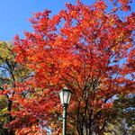 函館 開陽亭 - 北大構内