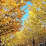 函館 開陽亭 - 北大銀杏並木