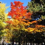 函館 開陽亭 - 北大構内