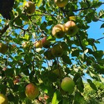 マルヤスりんご園 - 