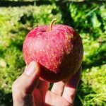 マルヤスりんご園 - 