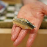 三谷 - 木更津産の小鰭　ウマすぎます！