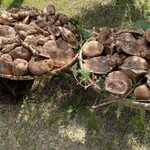 浅井商店 - 料理写真: