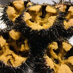 Gaze sea urchin