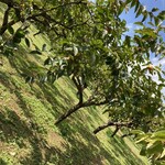 福田グリーン農園 - 