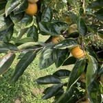 福田グリーン農園 - 