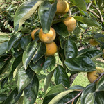 福田グリーン農園 - 