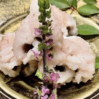 対馬産　穴子の焼き霜造り