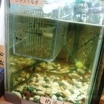 うなぎ 魚政 - シラスうなぎ　1匹200円らしいです。