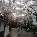 森乃園 - 桜が満開