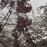 森乃園 - 桜
