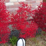 珈琲所コメダ珈琲店 - すっかり紅葉