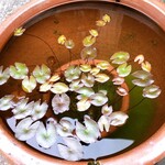 手造りそば 打墨庵 加瀬 - 