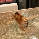 鮨 もりなり - エビ頭