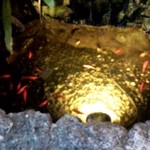 サムズ バイ ザ シー - 外には金魚のいる池も。