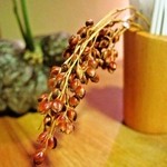 粟 - テーブルの飾りに大和野菜