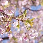 ホテル椿山荘東京 - 