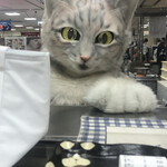 坂の上の猫プリン - 