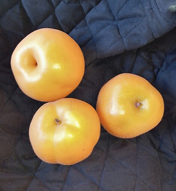 花の店 くろさわ - 男鹿（その他）の写真