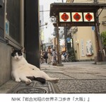 夫婦善哉 - ちょうど行った日が放送日だった猫写真家の岩合光昭の番組に出た法善寺の猫