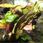 神保町 傳 - フォアグラと蕪の味噌田楽風