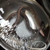 入谷鬼子母神門前のだや - 