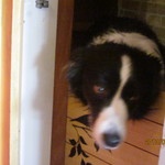 Mar - ワンちゃんーー！