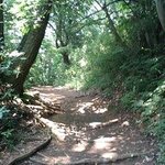 樹ガーデン - 北鎌倉から裏大仏ハイキングコースを1時間くらい歩くと。。